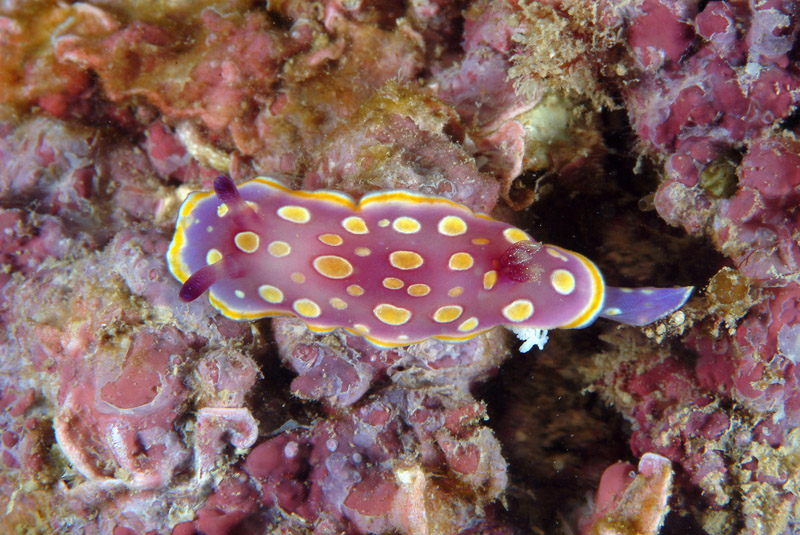 Chromodoris luteorosea
